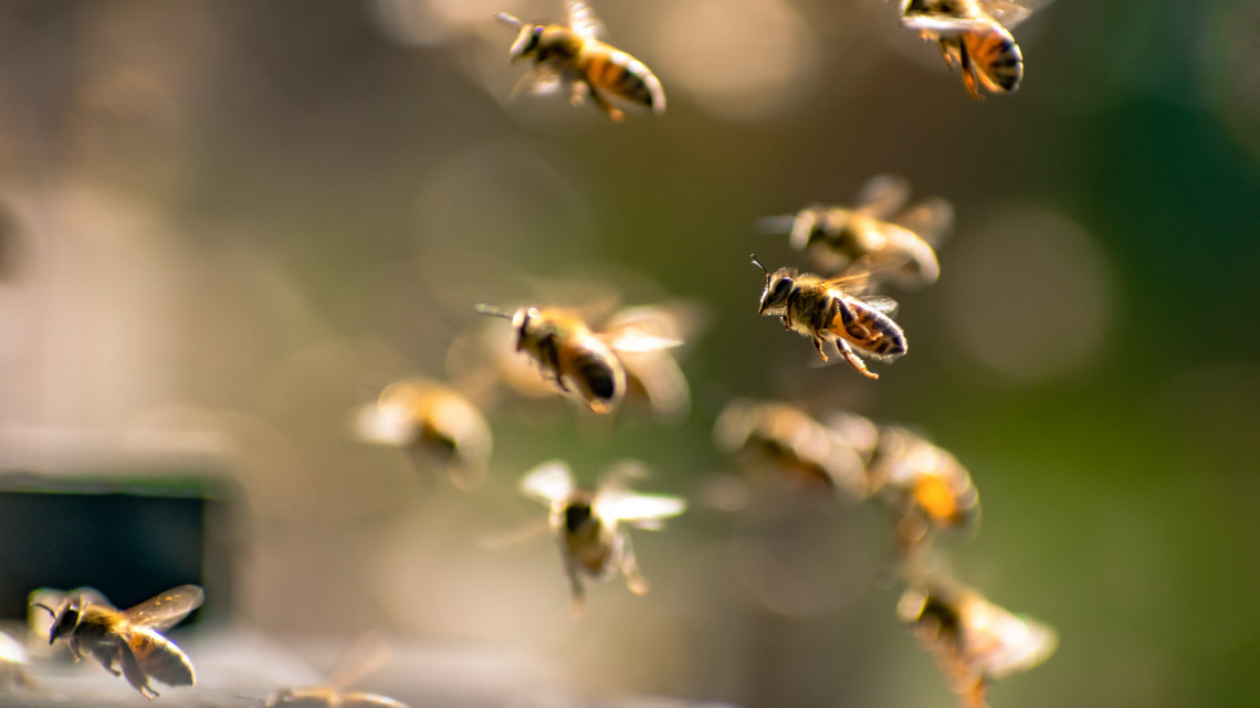 Magyar siker: nemzetközi díjat nyert a méhek tömeges kipusztulására figyelmeztető kampány