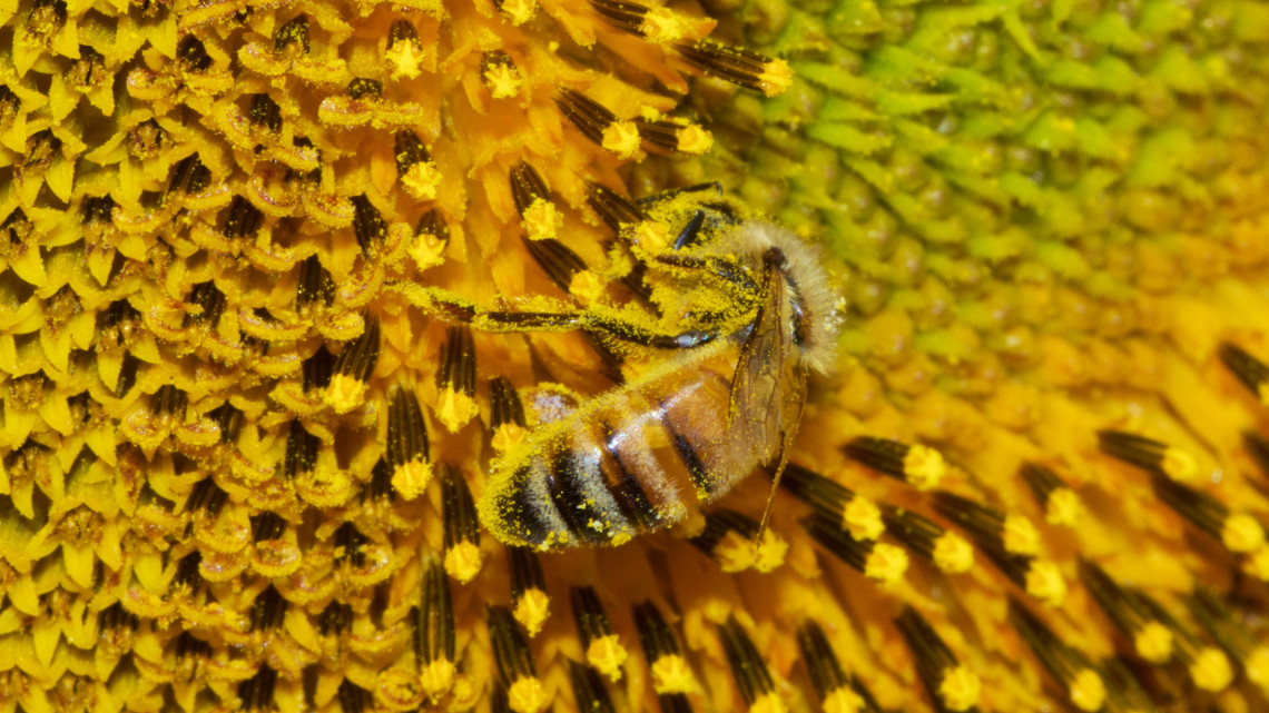 Tömegével pusztulnak a magyar vidéken is a méhek: ebből óriási baj lehet