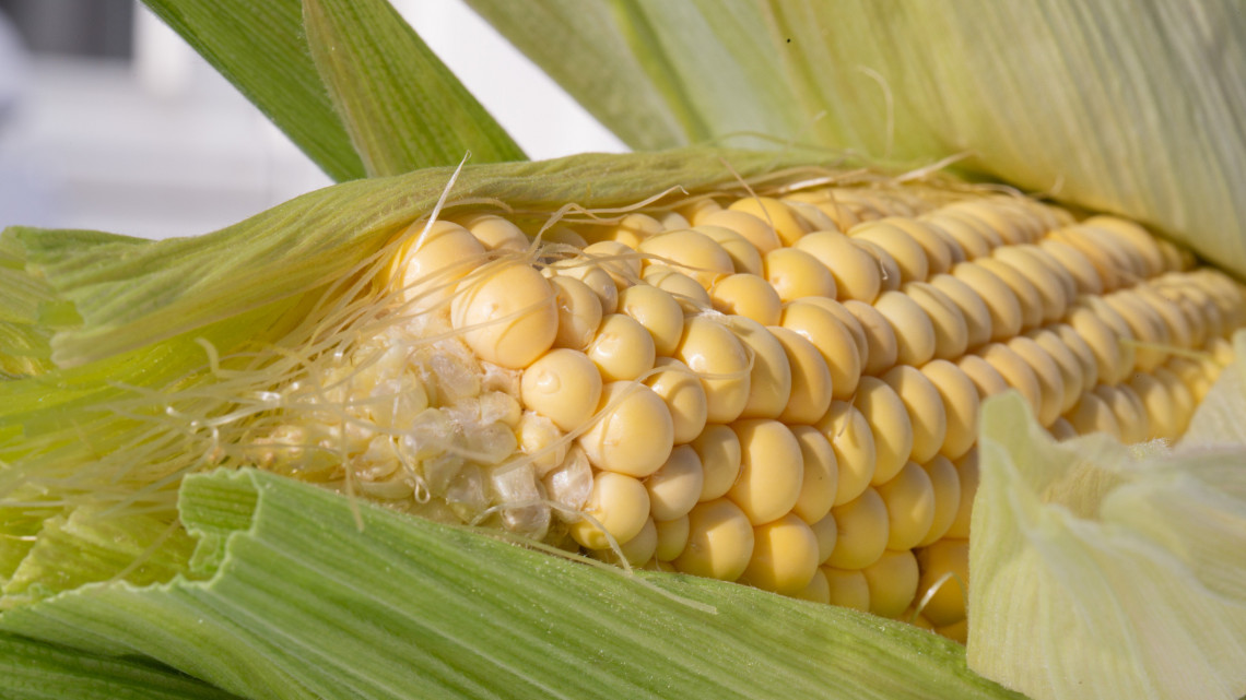 A termés jó részét elvitte az aszály: vajon lesz elég takarmánynak való kukorica?