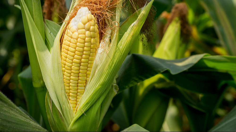 Komoly gond lehet, a kukorica is kevés: elszállhatnak az árak a boltokban