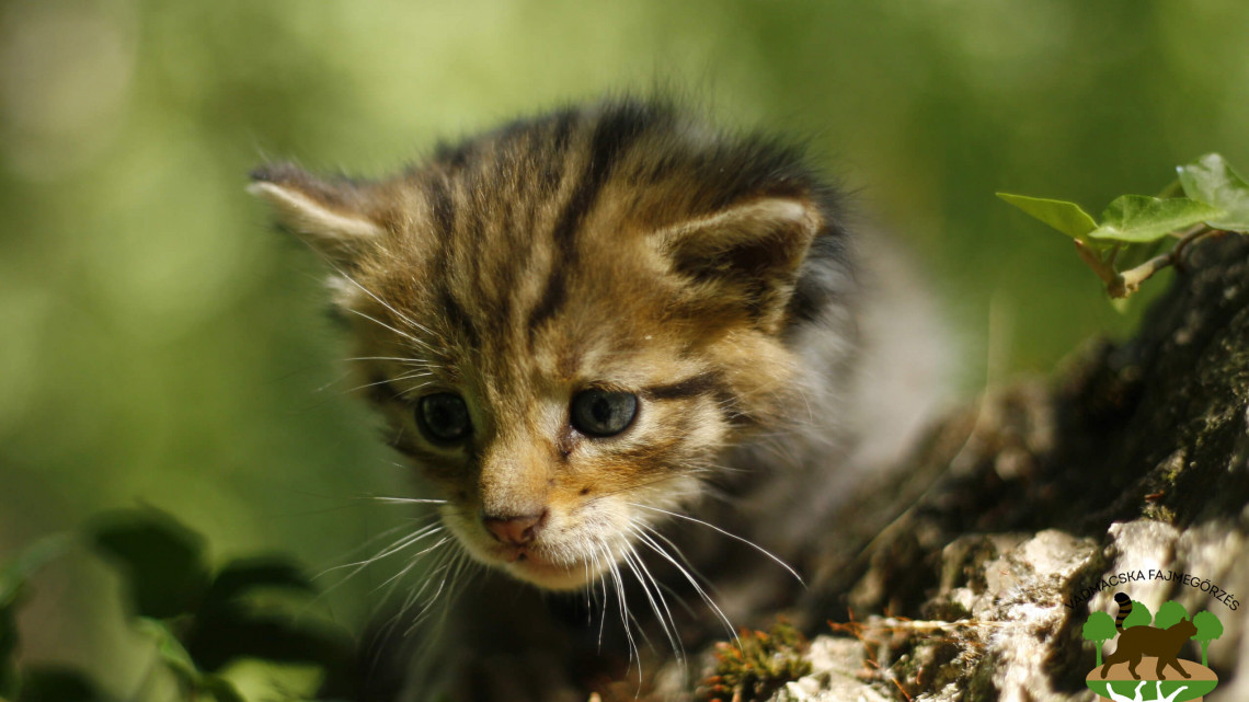 Szenzációs állatmentés: tisztavérű vadmacskát találtak a  Börzsönyben + Fotók