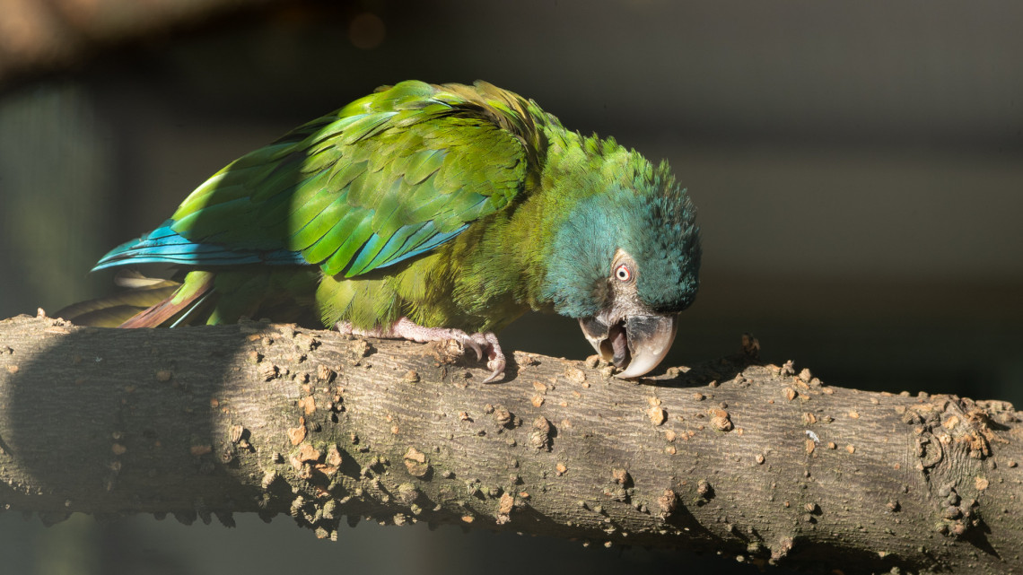 Itt az újabb cukiság: különleges, sosem látott madár érkezett a vidéki állatkertbe