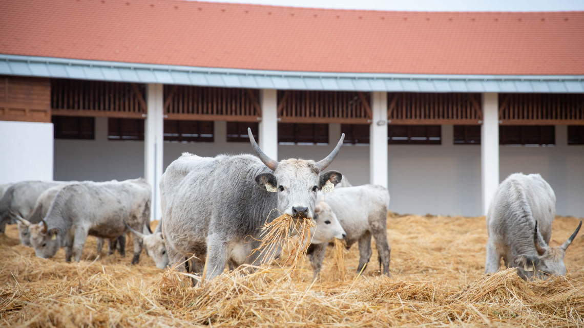 Átadták a gigaberuházást: 1,4 milliárd forintba került az állattartótelep