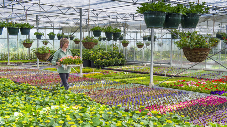 Munkaerőhiánnyal küzdenek a kertészetek: az álláshelyek 10-20 százaléka betöltetlen