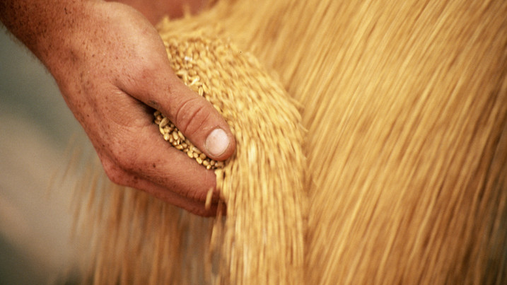 Bizonytalanság a szektorban: számtalan tényező befolyásolja a gabonaárakat