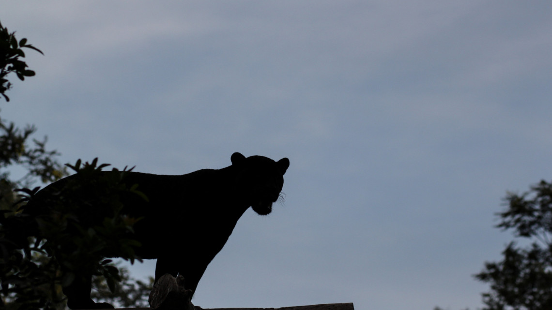 Hihetünk a szemünknek?! Pumaszerű nagymacskát láttak Kiskunhalason + videó