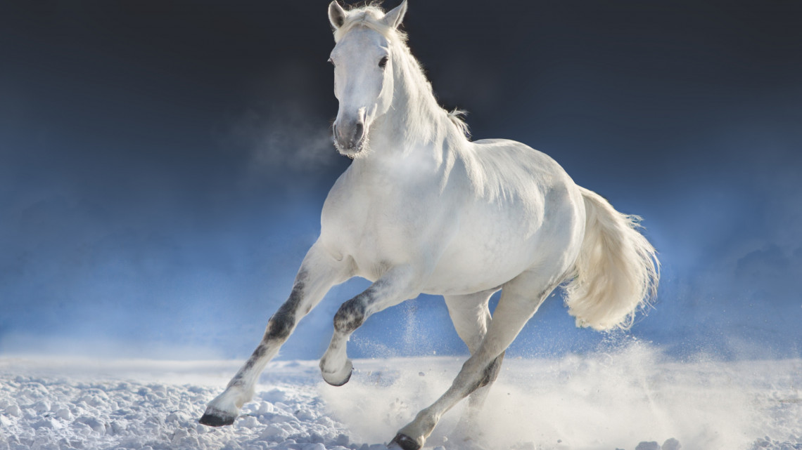 Szívmelengető videó: így örültek nemzeti kincseink, a lipicai lovak a hóesésnek