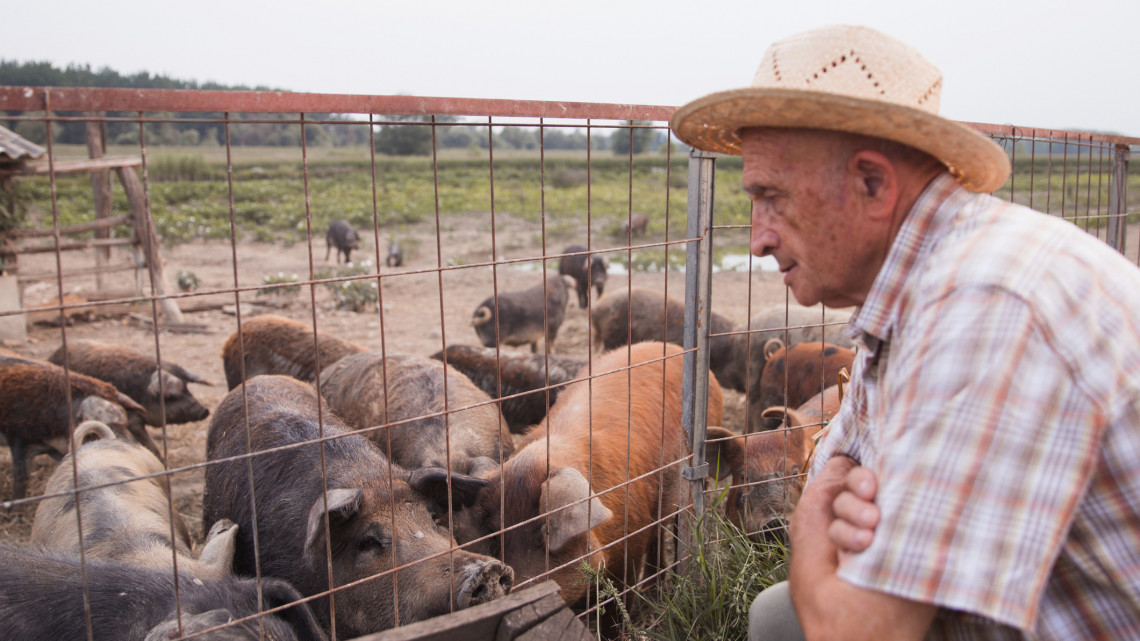 Súlyos gondban a magyar állattenyésztők: drasztikus változások jönnek?