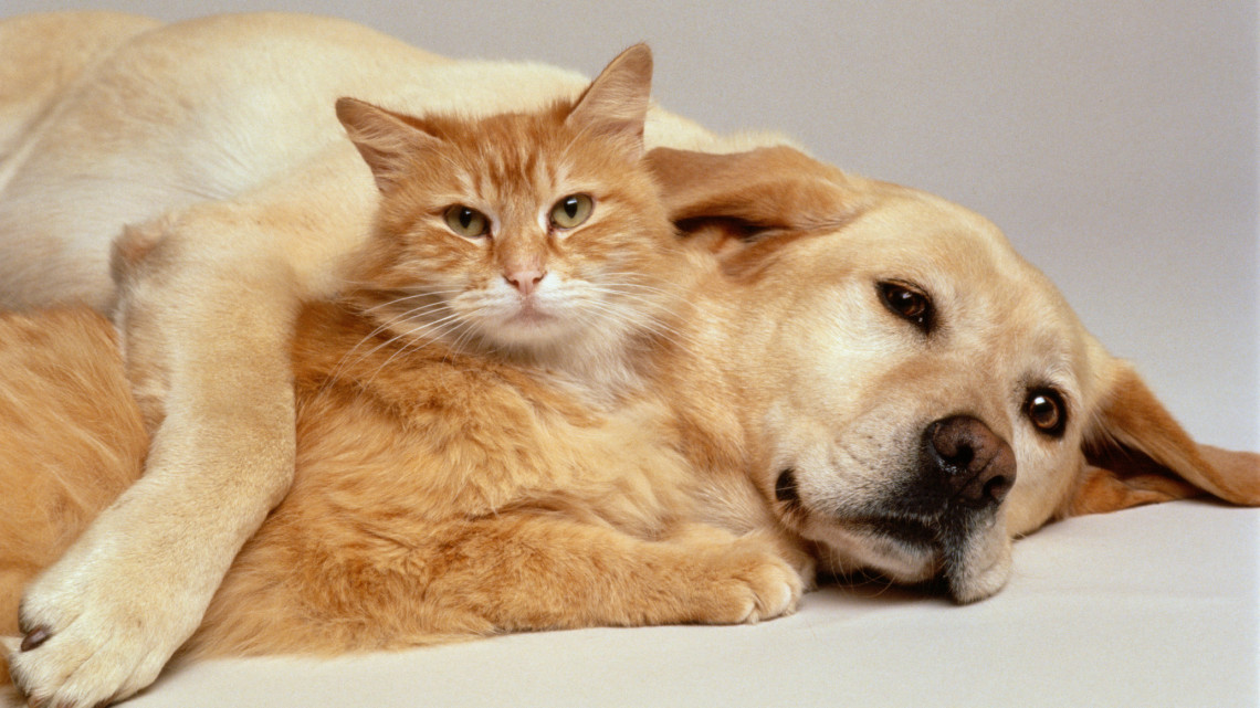 Ezt minden kutya- és macskatulajdonosnak tudnia kell: így megelőzhető a komoly baj