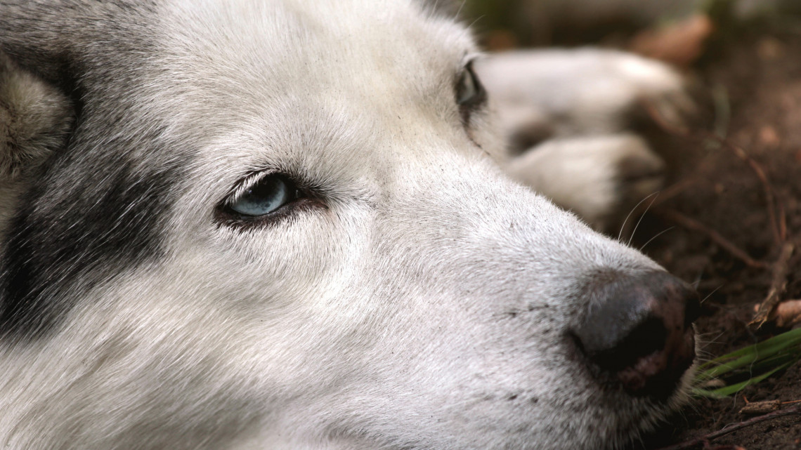 Ez kőkemény brutalitás: céltáblának használták a 11 hónapos kutyát Sárospataknál + Videó