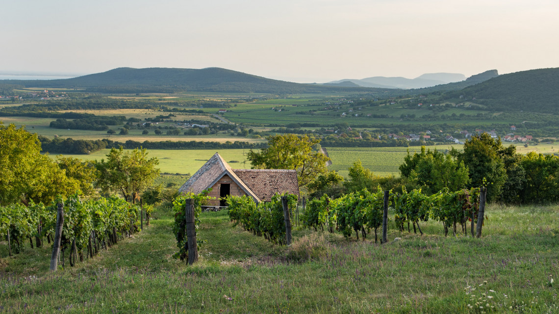 Új őrület hódít a vidéki Magyarországon: így lehet neked is saját márkás borod (x)
