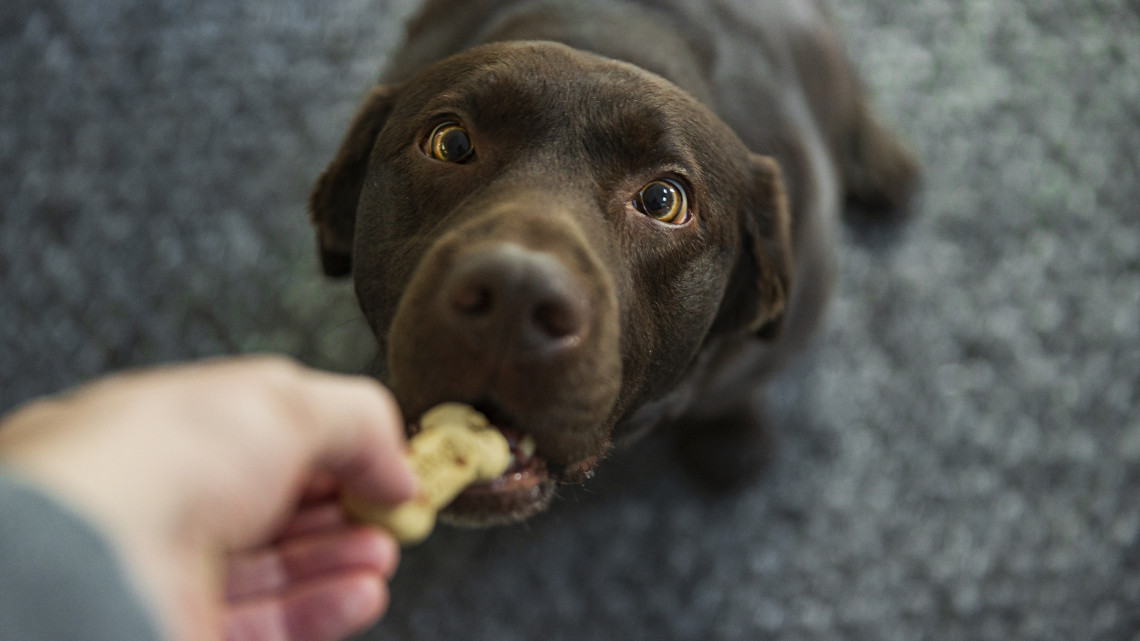 Ezt rengeteg kutyatartó rosszul tudja: 12 +1 étel, amit soha ne adj a kutyádnak
