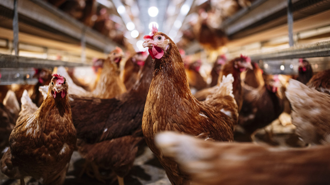 Húsbavágó kérdés: akár tartós csirkehús-hiányra is készülhetnek a magyarok