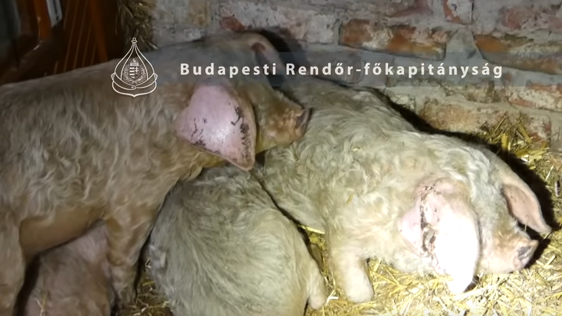 Brutális állatkínzás: ló, kecske és disznó tetemét találták meg a családi háznál + videó