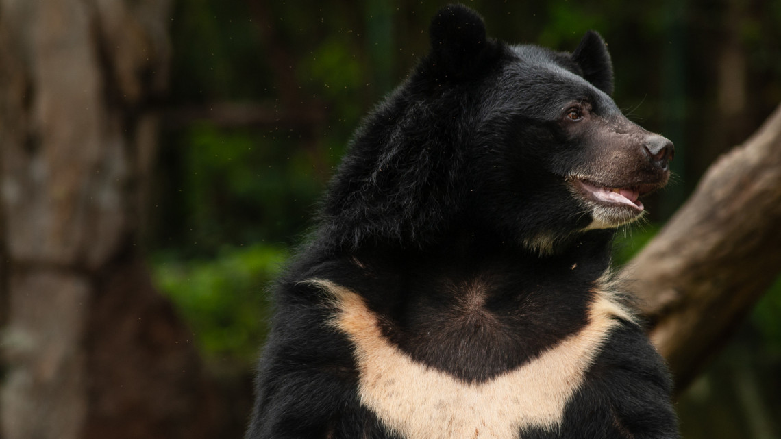 Mackófesztiválon jósol a medve: hihetetlen programokkal vár a vidéki állatkert