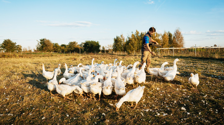 Mentőöv a kacsa-és libatartóknak: mutatjuk, hogy juthatnak támogatáshoz ezek a gazdák