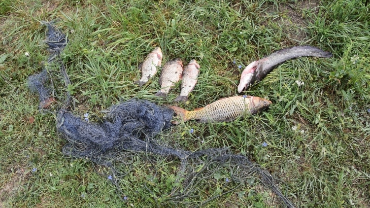 Orvhalászokra csapott le a rendőrség: tiltott halászati eszközt és haltetemeket találtak