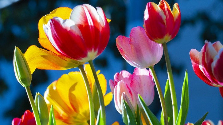 Indulhat a virágszüret: megnyílt a tulipános kert Mórahalom határában