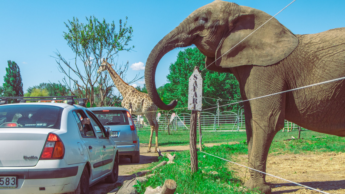 Nem semmi attrakció vár a cirkuszi vadállatokra: autós szafarival dobnák fel az alföldi turizmust