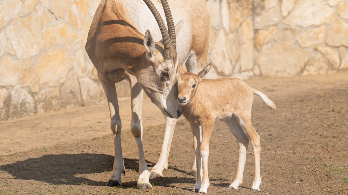 Észbontó cukiság született: antilop bébibumm a vidéki állatkertben + fotók