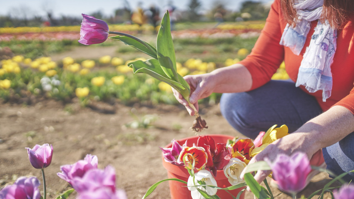 Nyílnak a hazai tulipános kertek: ennyiért szedheted idén a szezon sláger virágát