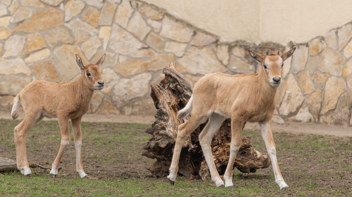 Ettől cukibb ma már nem lesz: kardszarvú antilop született a Debreceni Állatkertben