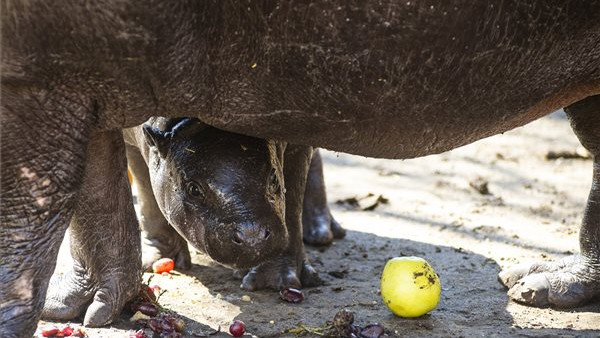 Hoppá, észbontó cukiság született: bébibumm a vidéki állatkertben