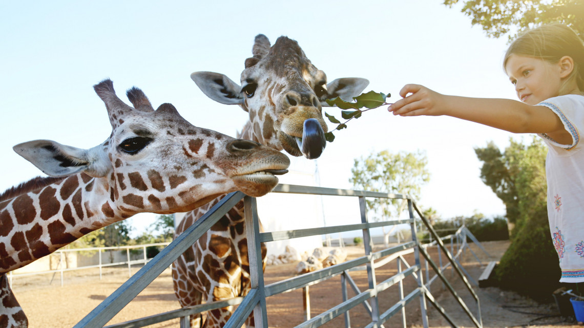 Megújul a vidéki állatkert: új arculattal és újdonságokkal várja a látogatókat