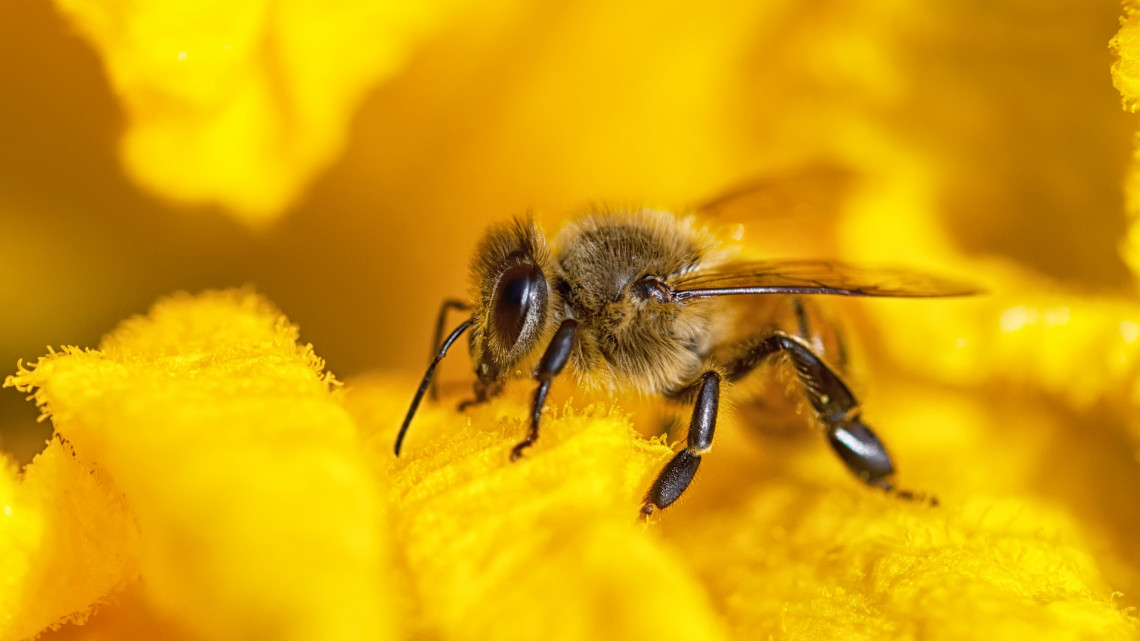Ez az évszázados magyar méhészet a világ 40 országába szállít mézet: te kóstoltad már?