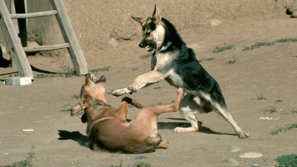 Embertelen brutalitás: 100 kutyát foglalt le a rendőrség, kutyaviadalon küzdöttek az életükért