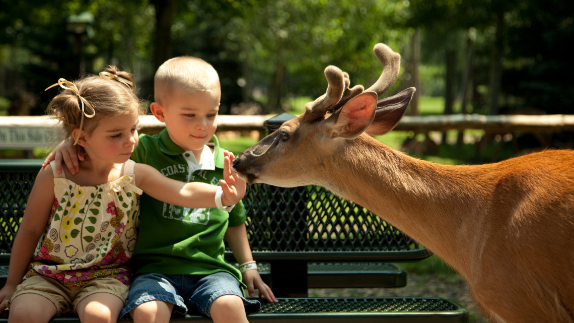 Hihetetlen gyereknap: rendkívüli programokkal várnak a vidéki állatkertben és vidámparkban