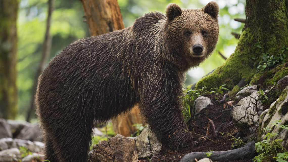 Vigyázat, hatalmas barnamedve barangol az Északi-középhegységben: itt a bizonyíték!
