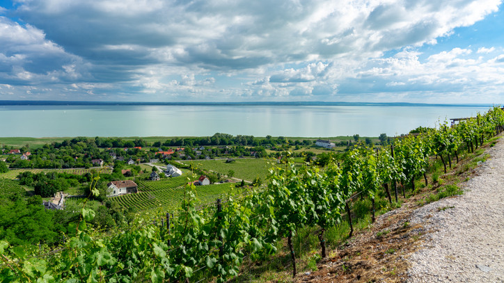 Veszélyben a balatoni borászatok? Egy helyi termelő lerántotta a leplet a magyar szőlőről