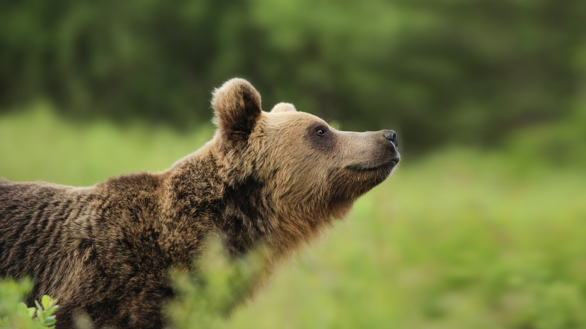 Újra medvét észleltek Magyarországon: most Salgótarjánban tűnt fel a bestia