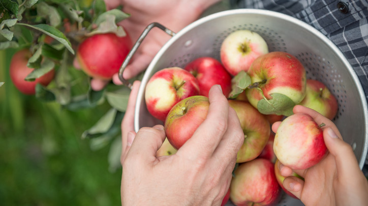 Leáldozóban a magyar alma: mi lesz így az ősz favorit gyümölcsével?