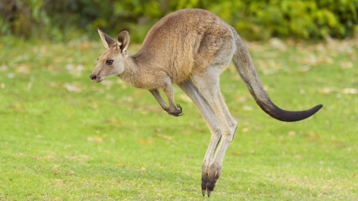 Ismét egzotikus állatot videóztak hazai erdőben: békésen bóklászott a kenguru