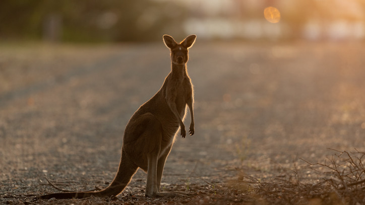 Elkapták Verőcén a térségben kóborló kengurut: mutatjuk, mi lett a befogott állattal