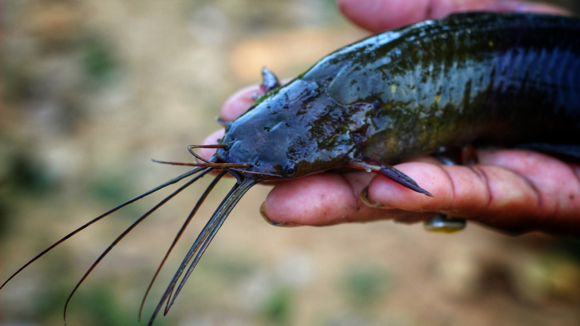 Aggódhatnak a horgászok:  döbbenetes, milyen halat fogtak ki a Dunából