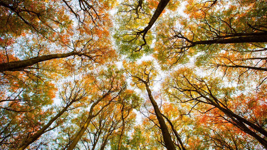 Döbbenetes felvétel: olyan mintha ősz lenne, tömegével hullanak a levelek a Bükkben
