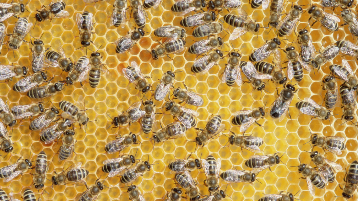 Súlyos a helyzet az aszály miatt: lemondhatunk idén erről a mézről is