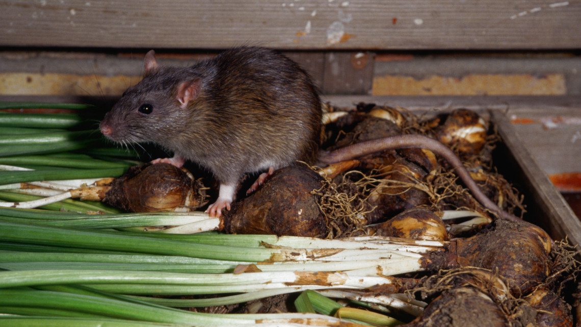 Érik a patkányinvázió: ez a védekezési módszer működik igazán a rágcsálók ellen