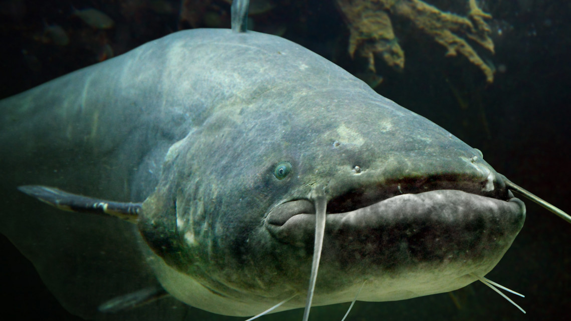 Új tórekord született a gigantikus fogással: fotón mutatjuk a brutálnagy halszörnyet