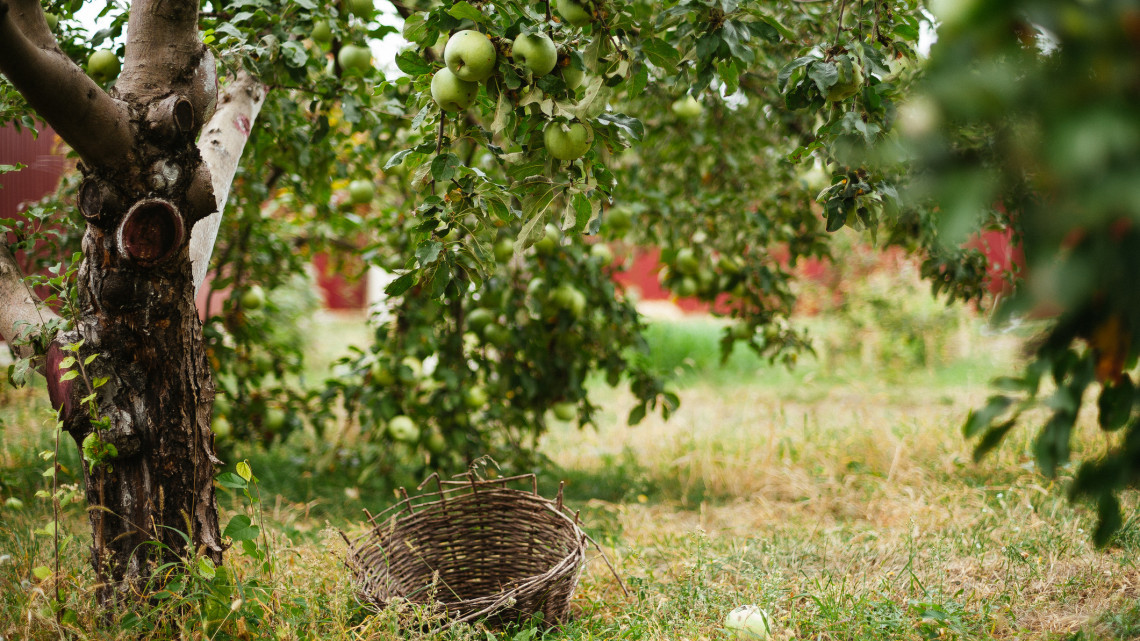Súlyos helyzetben a magyarok kedvenc gyümölcse: mi lesz így az almával?