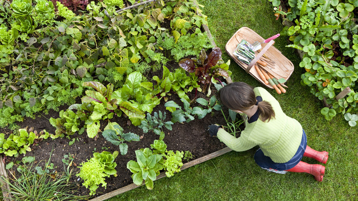 A profi kertészek nagy trükkje az aszályos időre: ezzel a legsilányabb talajú kertben is jó lesz a szüret