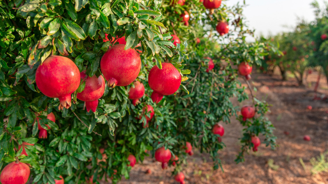Kinyírja a gyümölcsfákat a szárazság: ezek a mediterrán fajták a brutál aszályt is bírják
