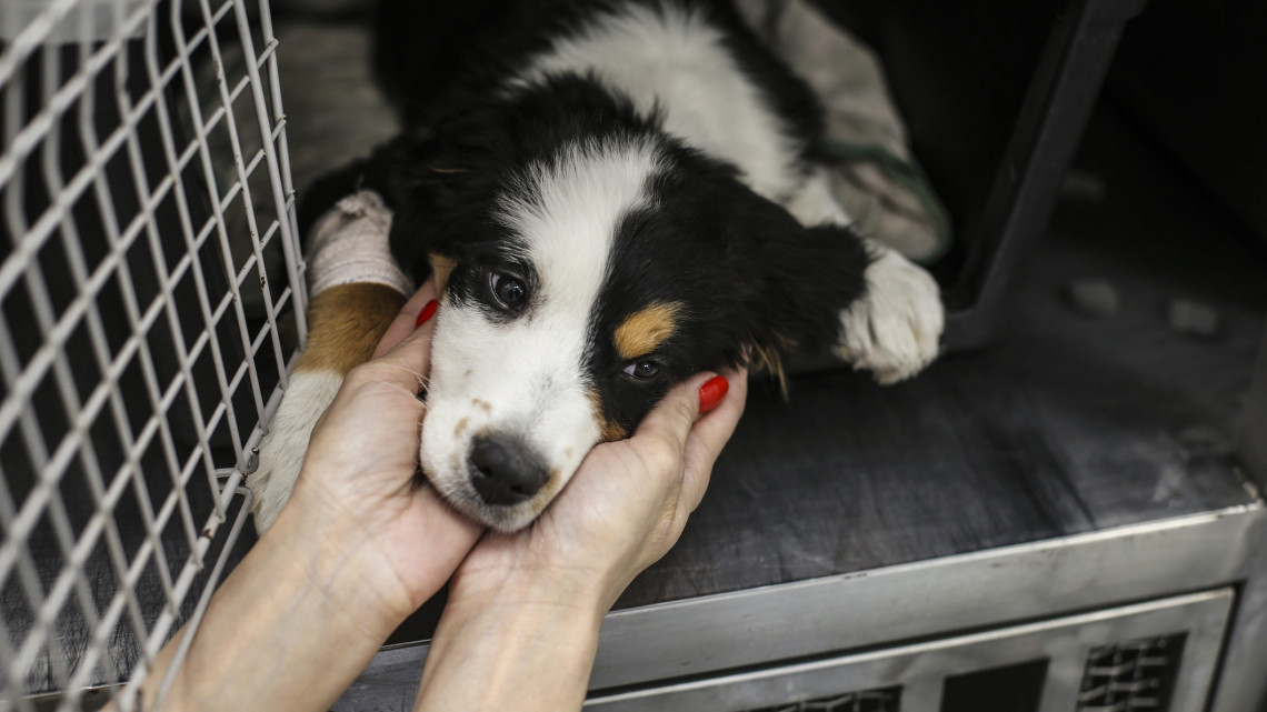 Horror az ajkai szőlőhegyen: eddig 17 lesoványodott kutyát sikerült kimenteni a fertelmes bűzből