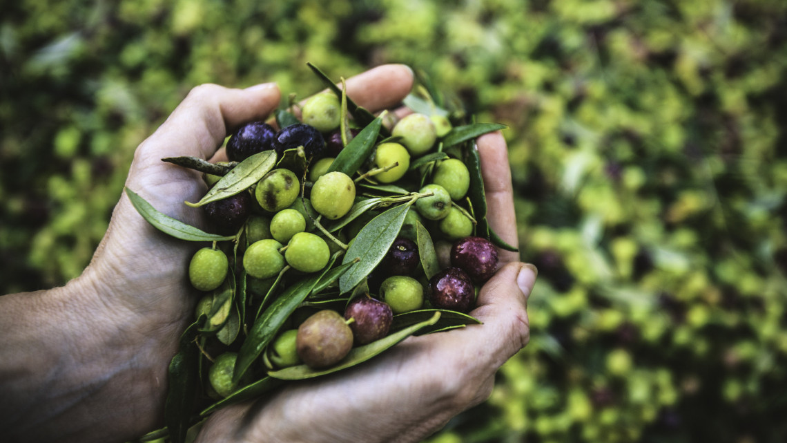 Robbanhat az olívaolaj ára: de az is lehet, hogy hiánycikk lesz a boltokban