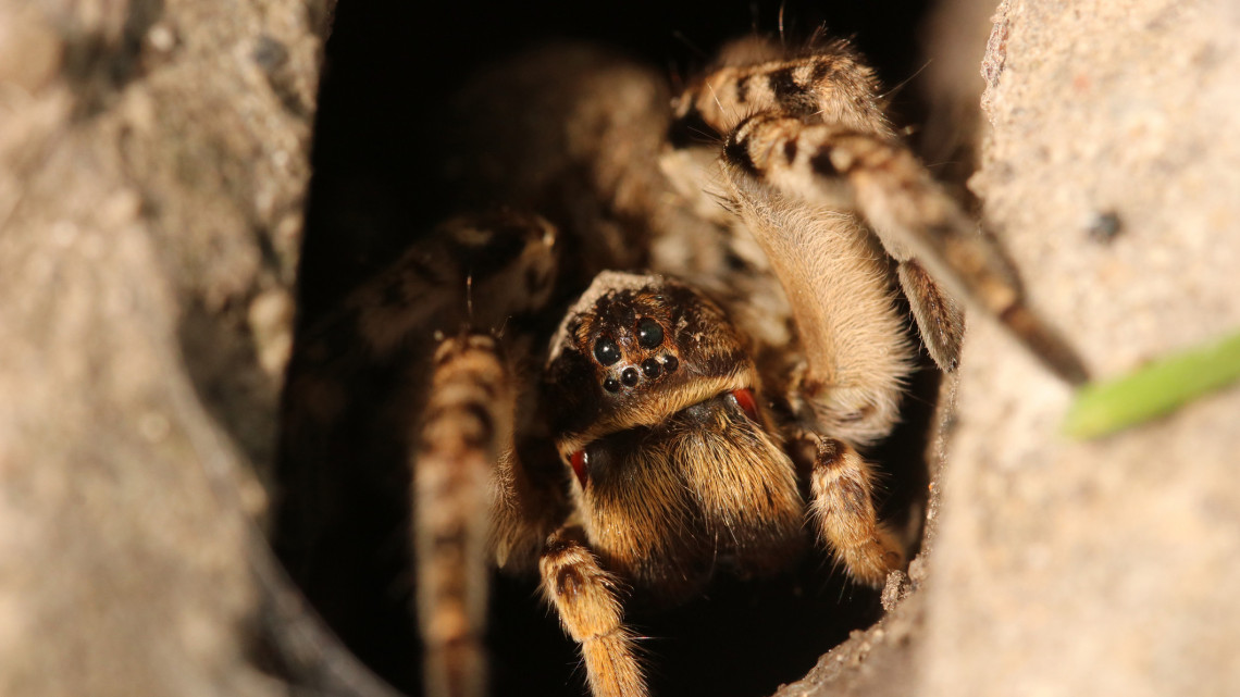 Ijesztő pókok bukkantak fel az országban: ezt kell tudni róluk, ilyen a csípésük