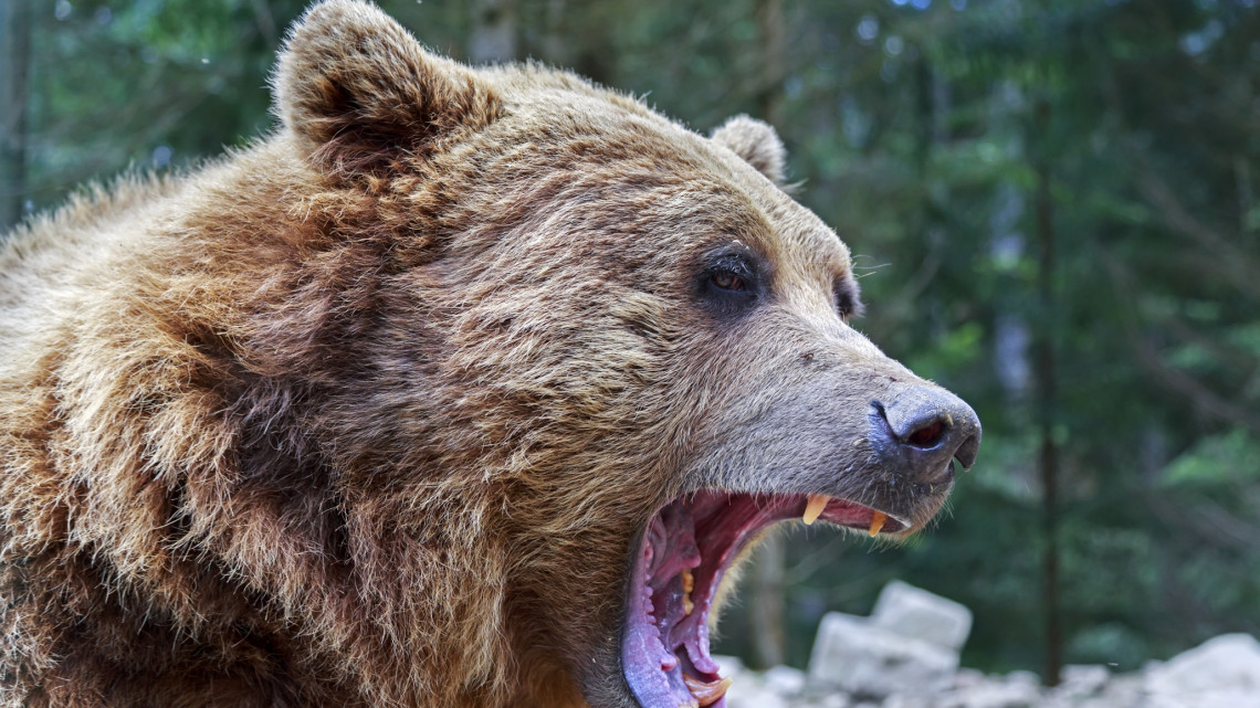 Iskolák mellett randalírozott a medve: a frászt hozta mindenkire az agresszív nagyvad