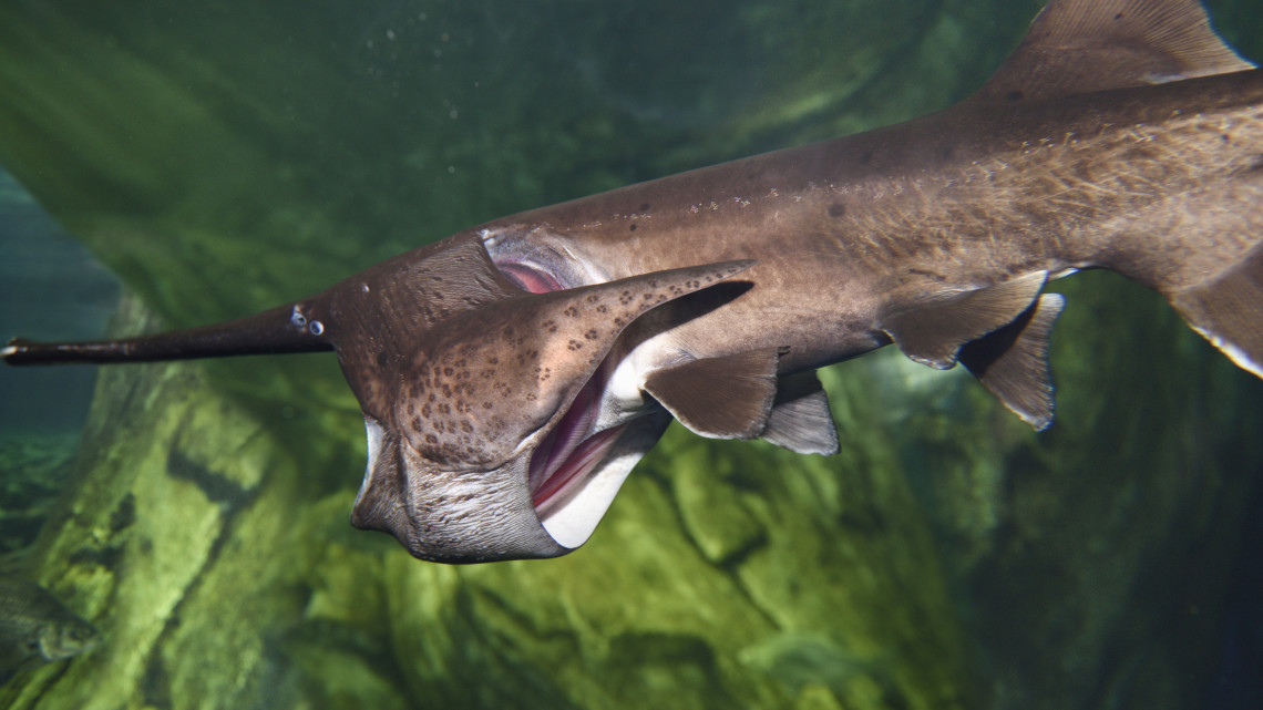 Itt az új országos rekord:  gigantikus halszörnyet fogott ki a mázlista pecás + Képek